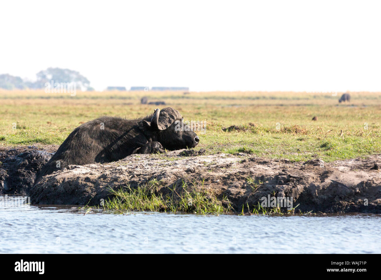 Africa, Botswana Chobe National Park. Bufali lasciando fiume. Credito come: Wendy Kaveney Jaynes / Galleria / DanitaDelimont.com Foto Stock