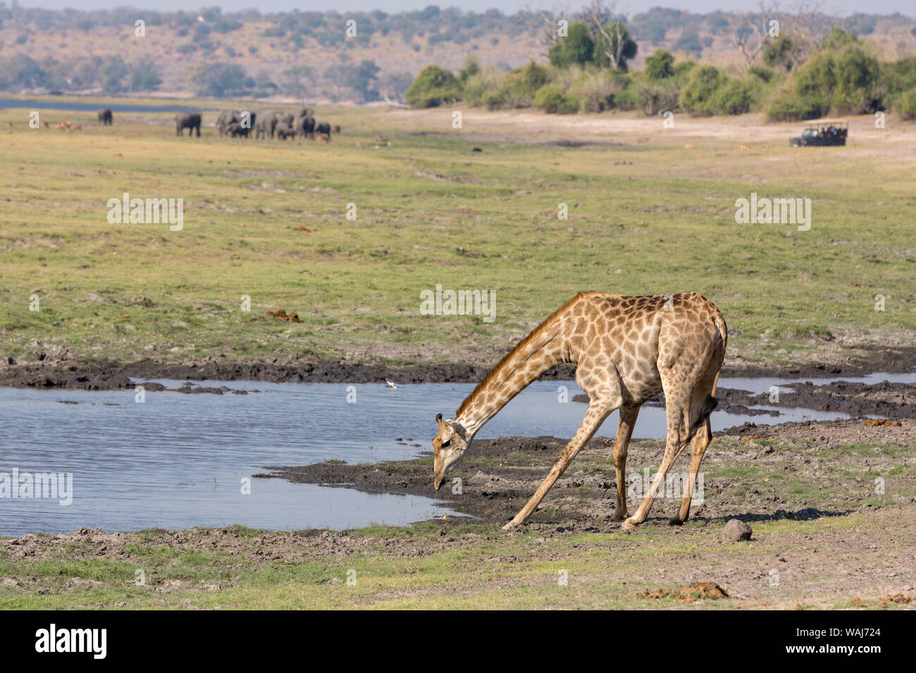 Africa, Botswana Chobe National Park. Giraffe bere. Credito come: Wendy Kaveney Jaynes / Galleria / DanitaDelimont.com Foto Stock