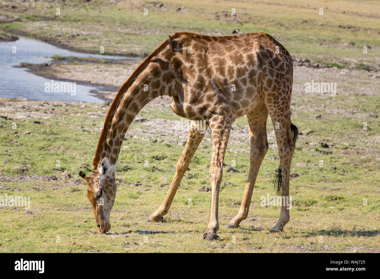 Africa, Botswana Chobe National Park. La giraffa di alimentazione. Credito come: Wendy Kaveney Jaynes / Galleria / DanitaDelimont.com Foto Stock