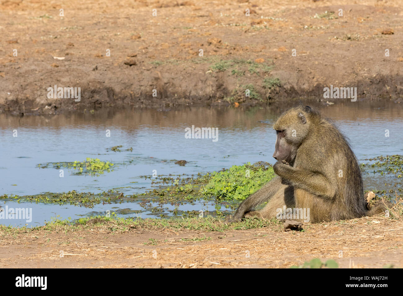 Africa, Botswana, Senyati Safari Camp. Babbuino mangiare erba da waterhole. Credito come: Wendy Kaveney Jaynes / Galleria / DanitaDelimont.com Foto Stock