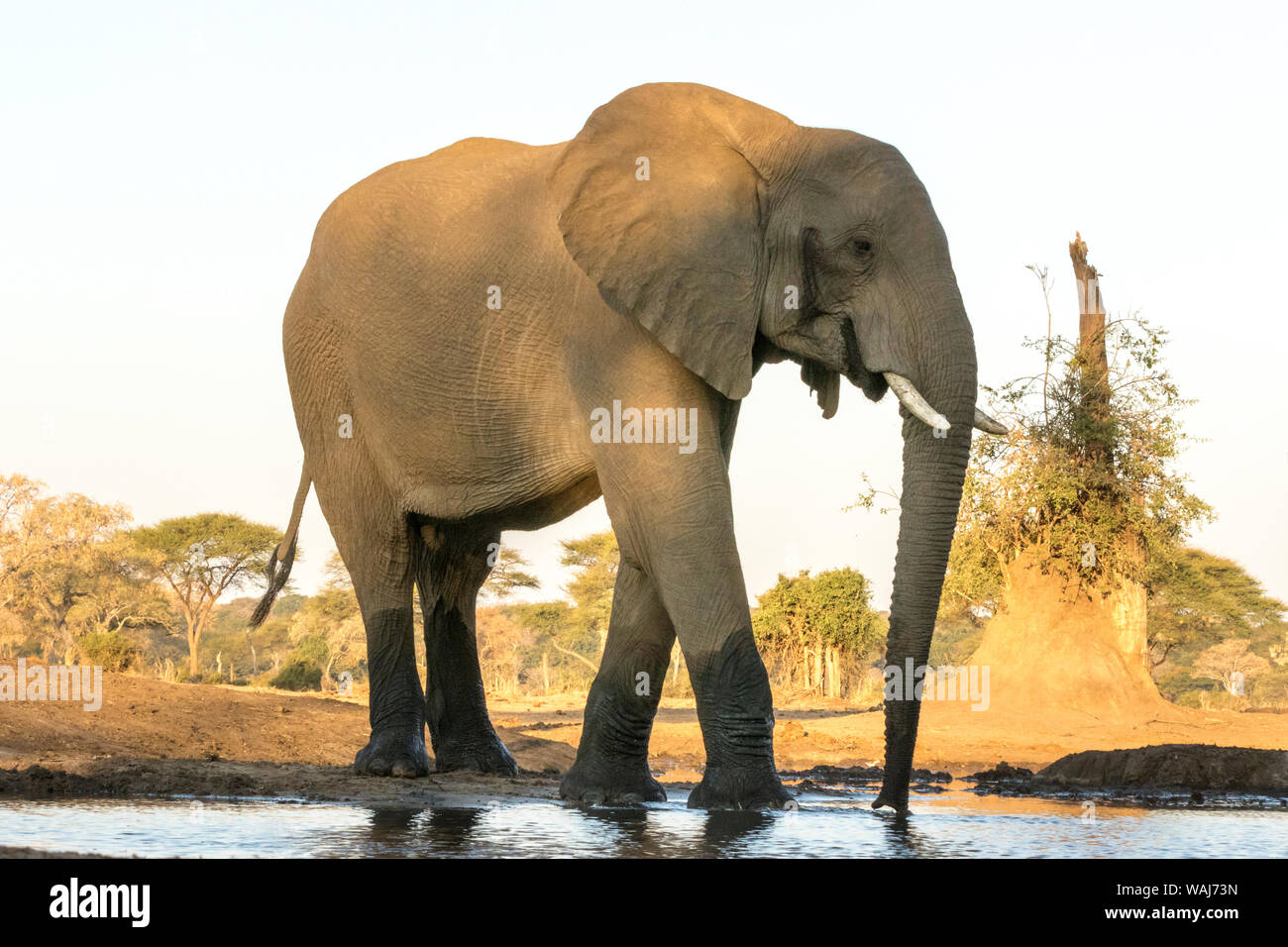 Africa, Botswana, Senyati Safari Camp. Elefanti a waterhole. Credito come: Wendy Kaveney Jaynes / Galleria / DanitaDelimont.com Foto Stock