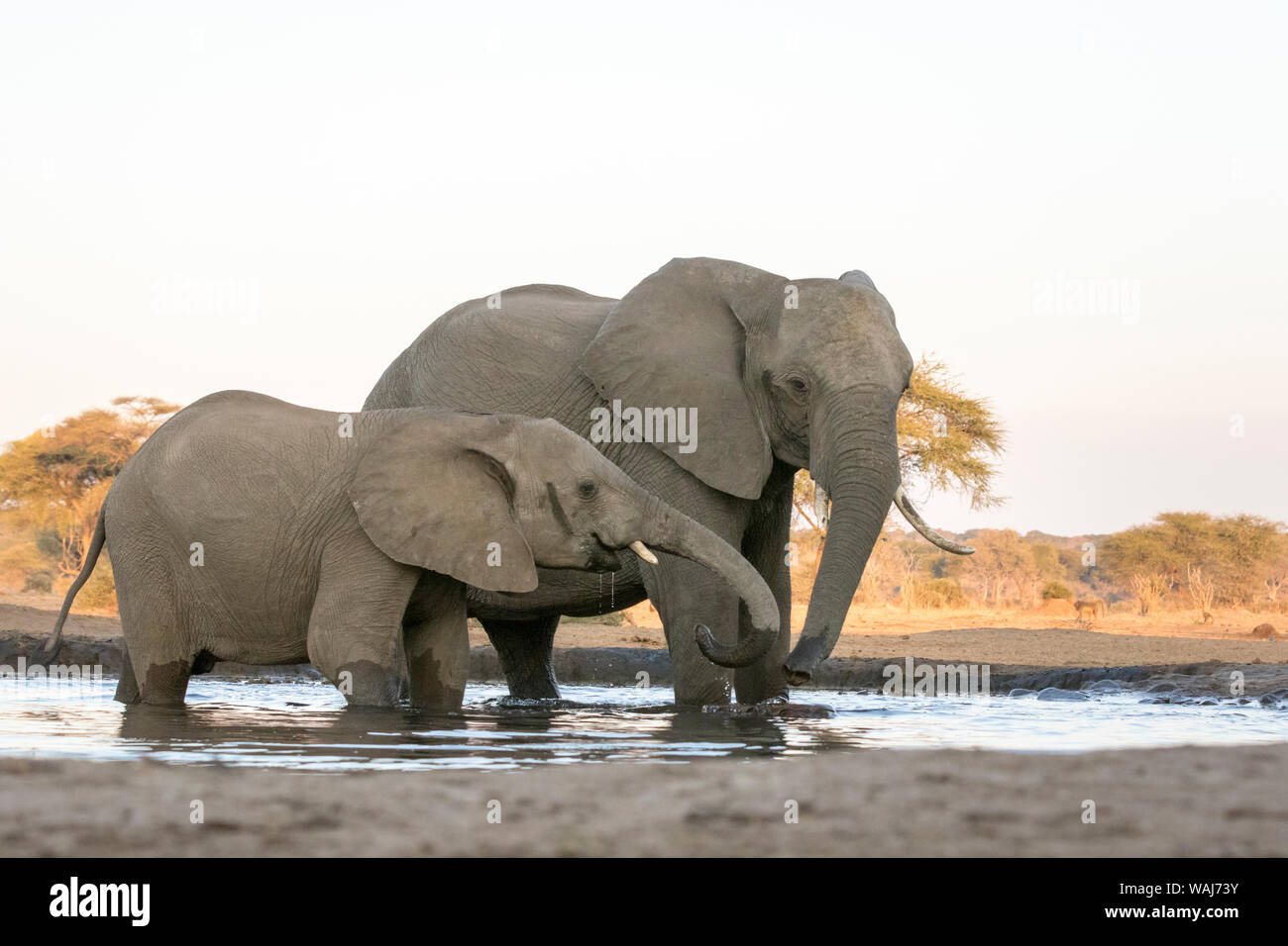 Africa, Botswana, Senyati Safari Camp. Gli elefanti al fiume. Credito come: Wendy Kaveney Jaynes / Galleria / DanitaDelimont.com Foto Stock