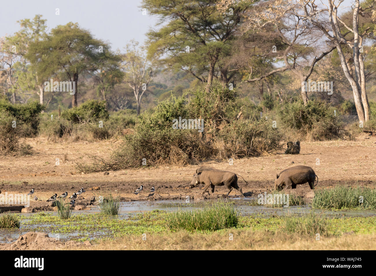 Africa, Botswana, Senyati Safari Camp. Due facoceri a waterhole. Credito come: Wendy Kaveney Jaynes / Galleria / DanitaDelimont.com Foto Stock