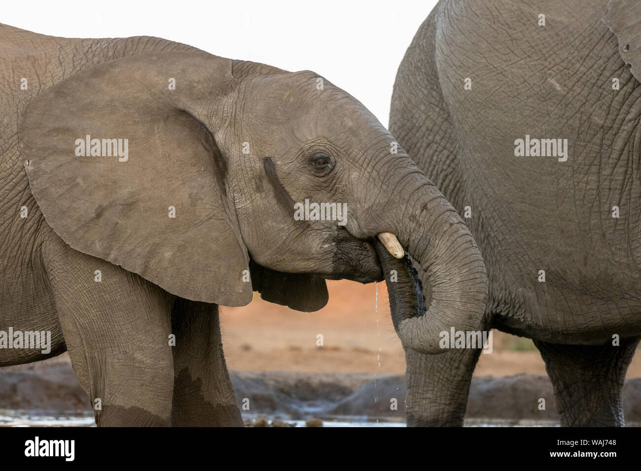 Africa, Botswana, Senyati Safari Camp. Gli elefanti al fiume. Credito come: Wendy Kaveney Jaynes / Galleria / DanitaDelimont.com Foto Stock