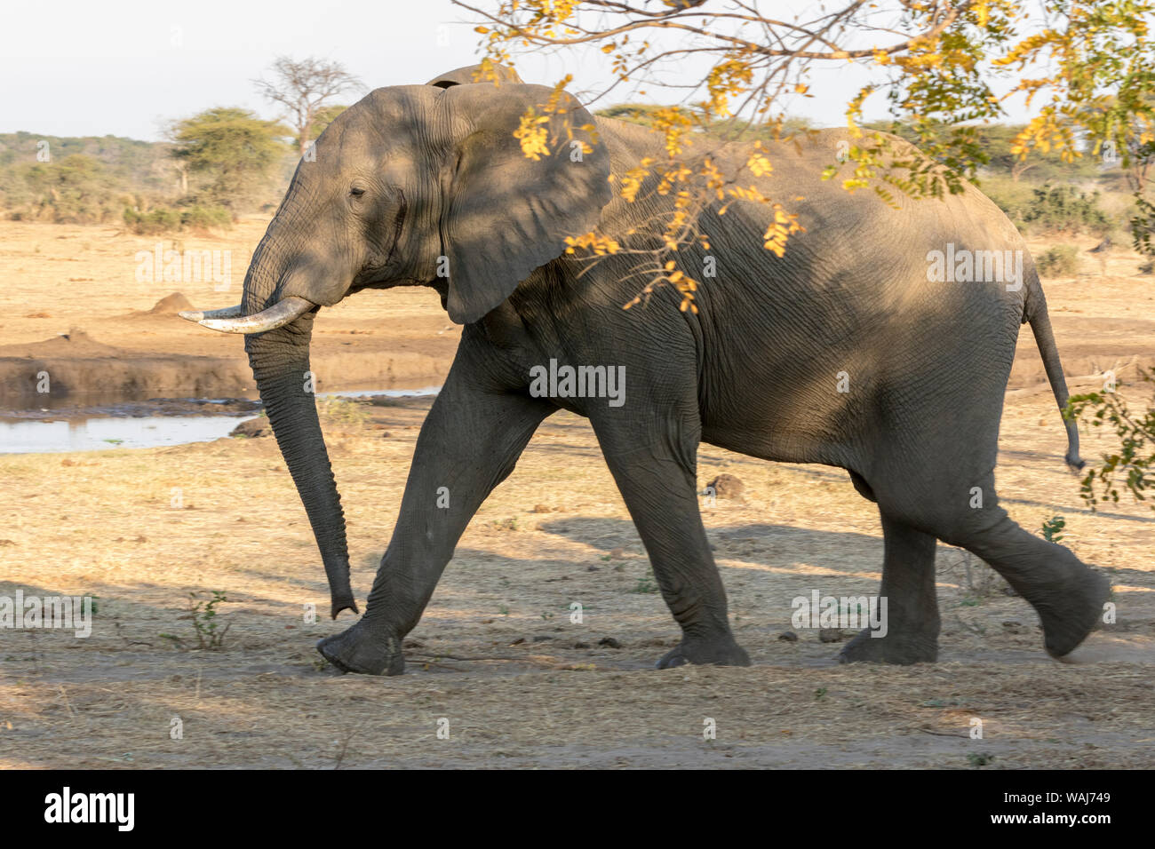 Africa, Botswana, Senyati Safari Camp. Elephant a piedi. Credito come: Wendy Kaveney Jaynes / Galleria / DanitaDelimont.com Foto Stock