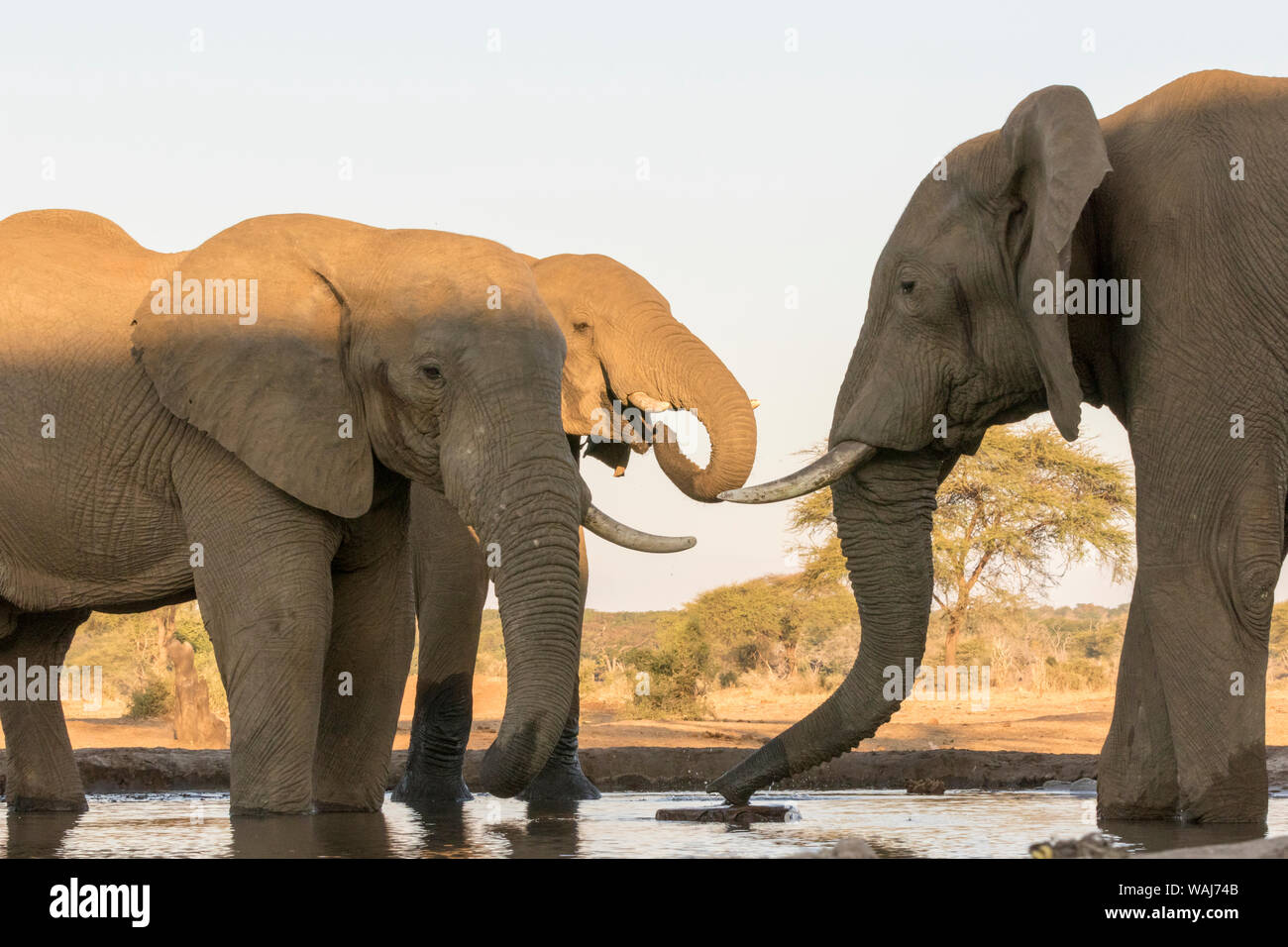 Africa, Botswana, Senyati Safari Camp. Gli elefanti al foro per l'acqua. Credito come: Wendy Kaveney Jaynes / Galleria / DanitaDelimont.com Foto Stock