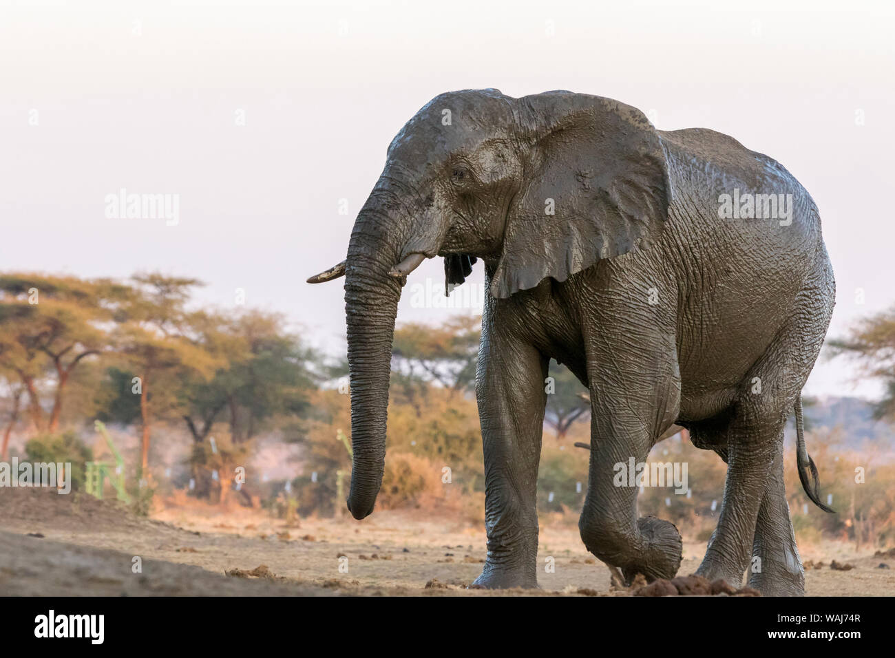 Africa, Botswana, Senyati Safari Camp. Elefanti a waterhole. Credito come: Wendy Kaveney Jaynes / Galleria / DanitaDelimont.com Foto Stock