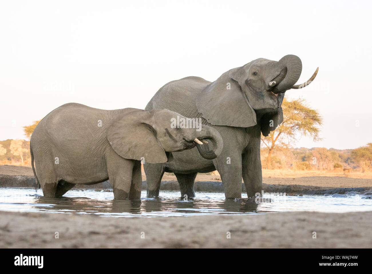 Africa, Botswana, Senyati Safari Camp. Gli elefanti al foro per l'acqua. Credito come: Wendy Kaveney Jaynes / Galleria / DanitaDelimont.com Foto Stock