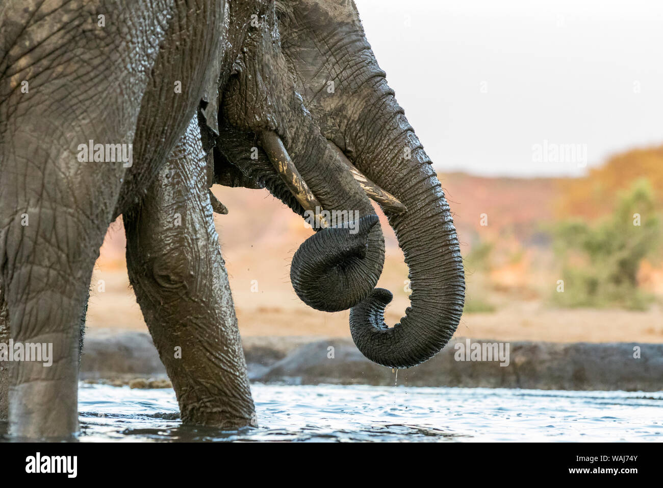 Africa, Botswana, Senyati Safari Camp. Gli elefanti al fiume. Credito come: Wendy Kaveney Jaynes / Galleria / DanitaDelimont.com Foto Stock