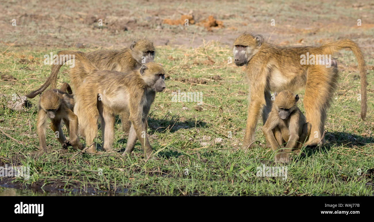 Africa, Botswana Chobe National Park. Famiglia di babbuino close-up. Credito come: Wendy Kaveney Jaynes / Galleria / DanitaDelimont.com Foto Stock