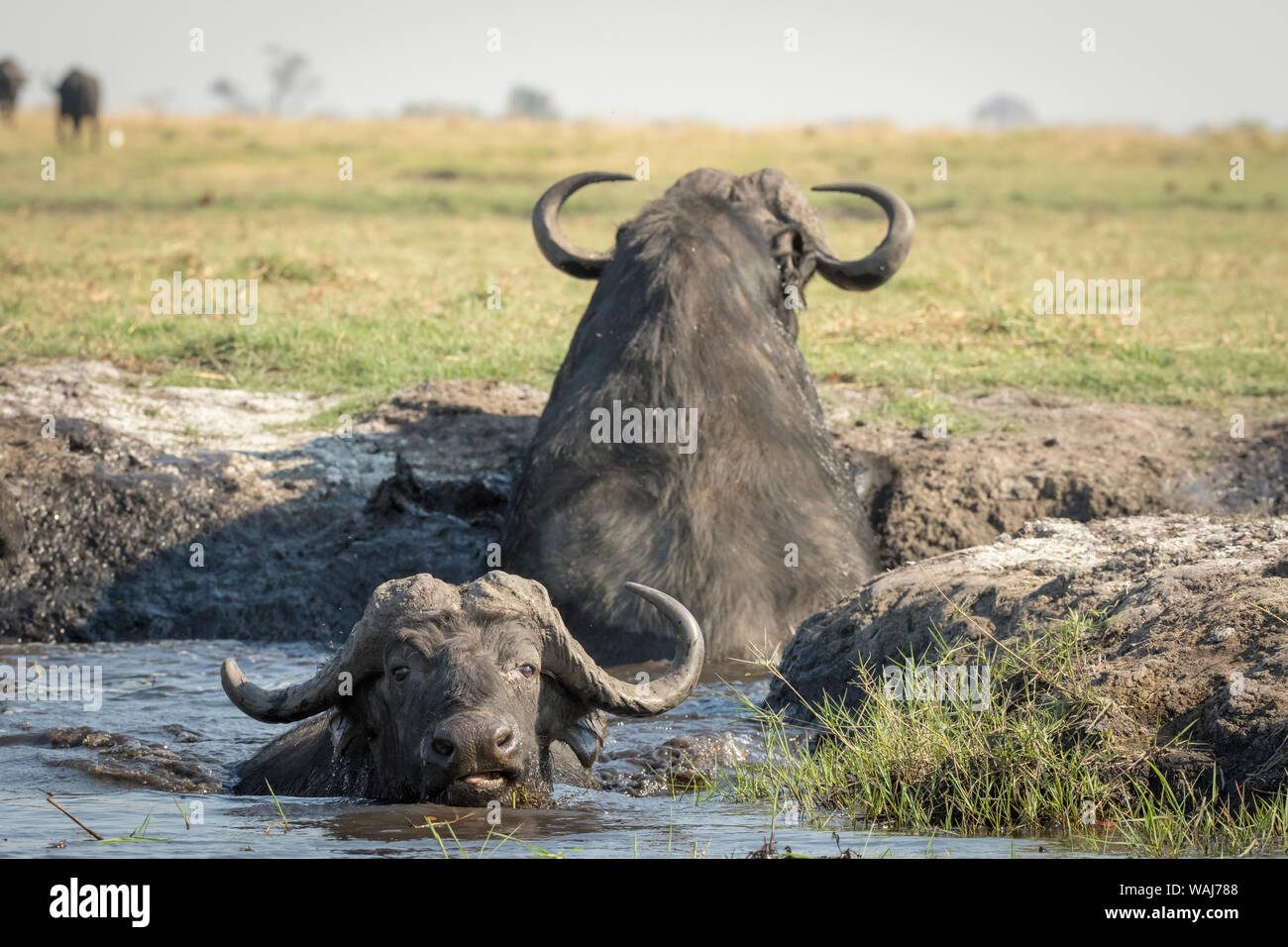 Africa, Botswana Chobe National Park. Bufali lasciando fiume. Credito come: Wendy Kaveney Jaynes / Galleria / DanitaDelimont.com Foto Stock