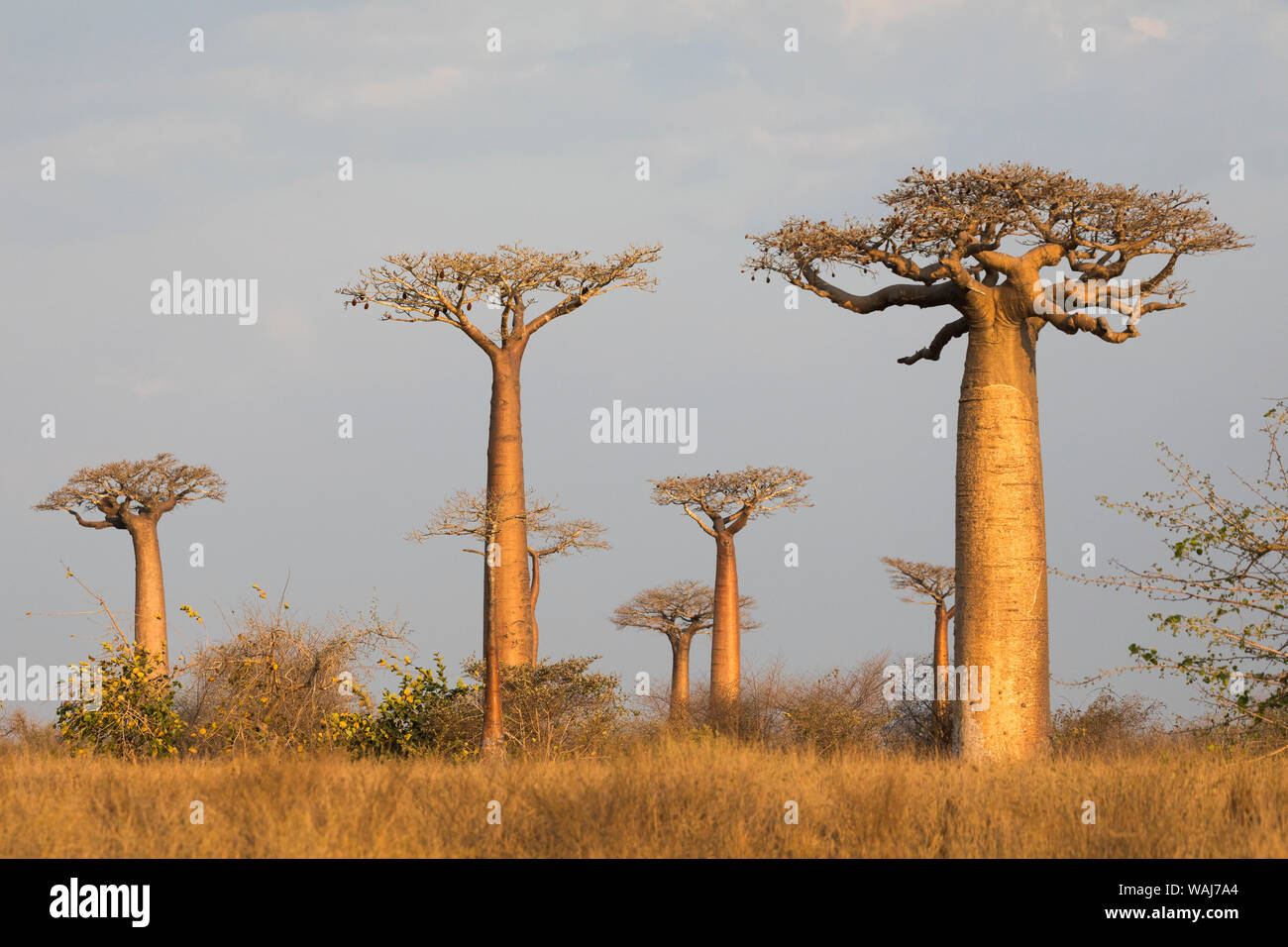 Africa e Madagascar, Morondava, Baobab Alley. La Grendidier (baobab Adansonia grandidieri) nella luce del mattino che mostra come la foresta intorno a loro è scomparso. Foto Stock