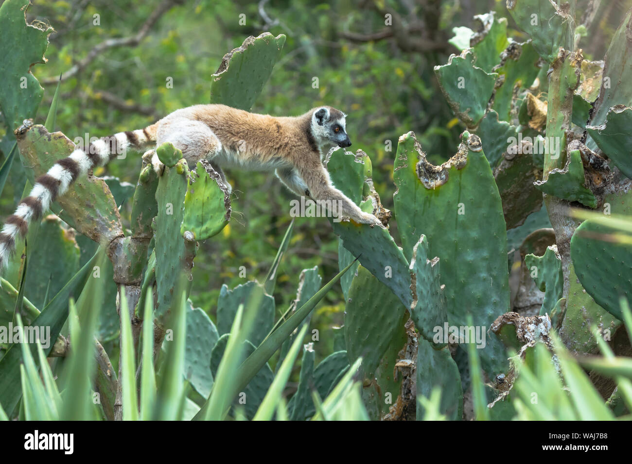 Africa e Madagascar, Amboasary, Berenty riserva. Un anello-tailed lemur (Lemur catta) arrampicandosi tra un fico d'india cactus per uno snack. Foto Stock