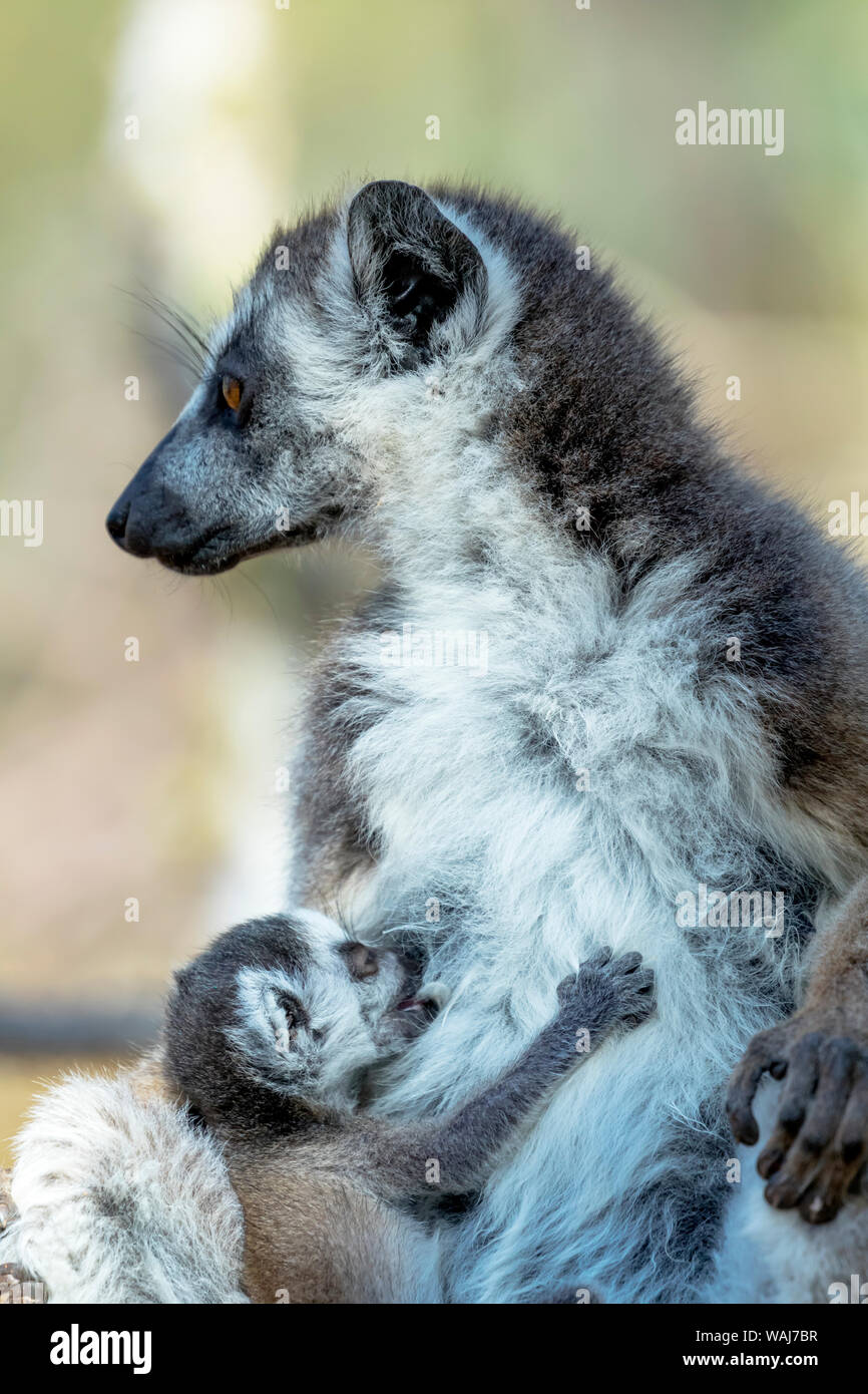 Africa e Madagascar, Amboasary, Berenty riserva. Un anello-tailed lemur (Lemur catta) madre allattava il bambino. Foto Stock