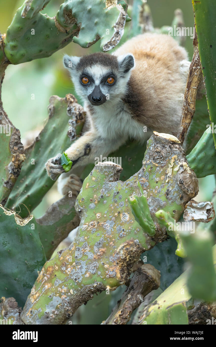 Africa e Madagascar, Amboasary, Berenty riserva. Anello-tailed lemur arrampicandosi tra un fico d'india cactus per uno snack. Foto Stock