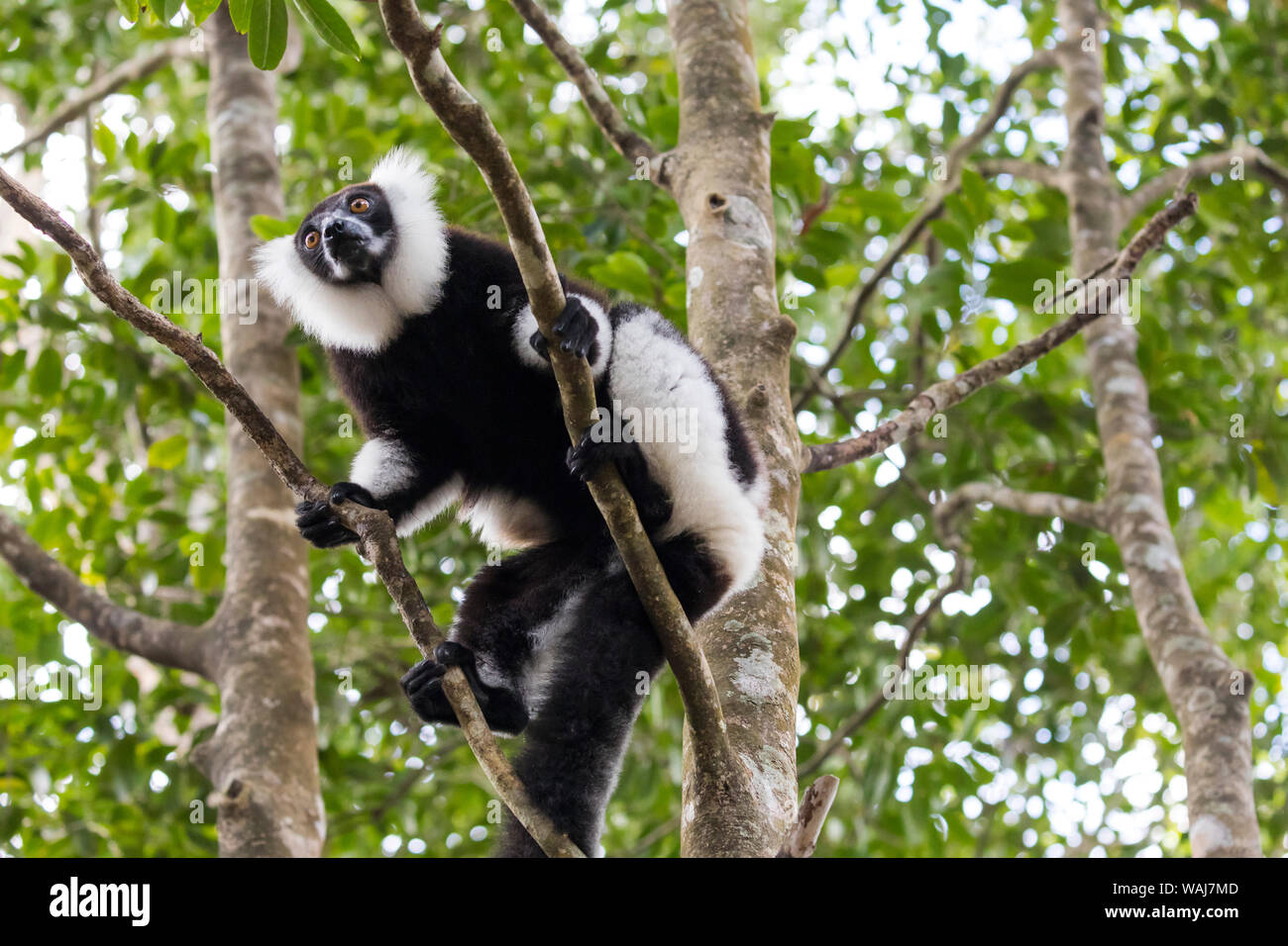Africa e Madagascar, Akanin'ny Nofy riserva. In bianco e nero lemure ruffed in una struttura ad albero. Foto Stock