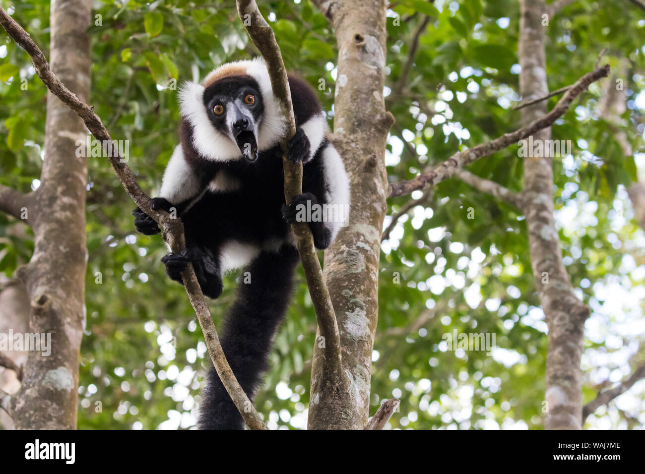 Africa e Madagascar, Akanin'ny Nofy riserva. In bianco e nero lemure ruffed fonazione da un albero. Foto Stock