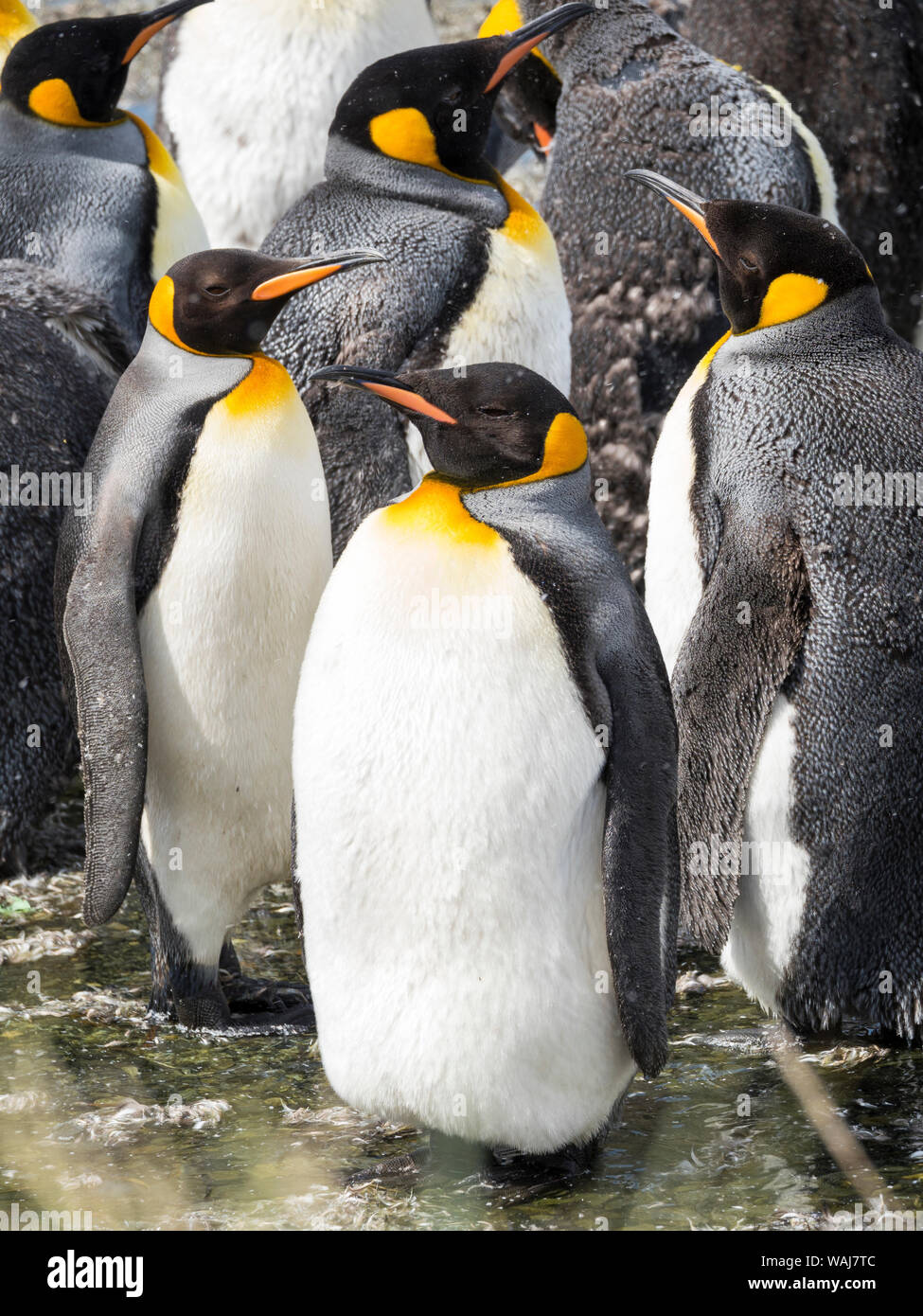 Pinguino reale (Aptenodytes patagonicus) sull'isola della Georgia del Sud, rookery nel porto d'oro. Adulti muta. Foto Stock