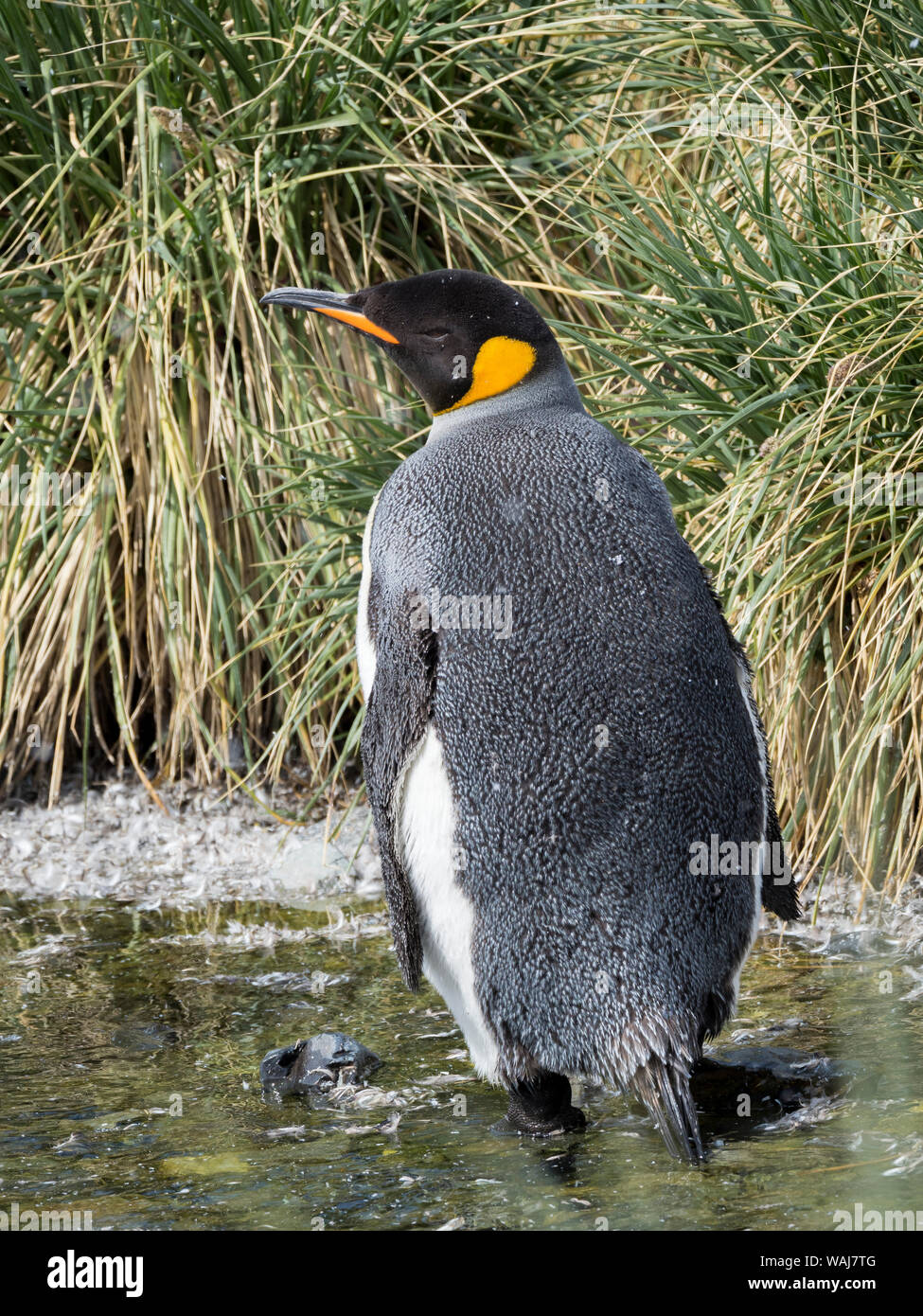 Pinguino reale (Aptenodytes patagonicus) sull'isola della Georgia del Sud, rookery nel porto d'oro. Adulti muta. Foto Stock