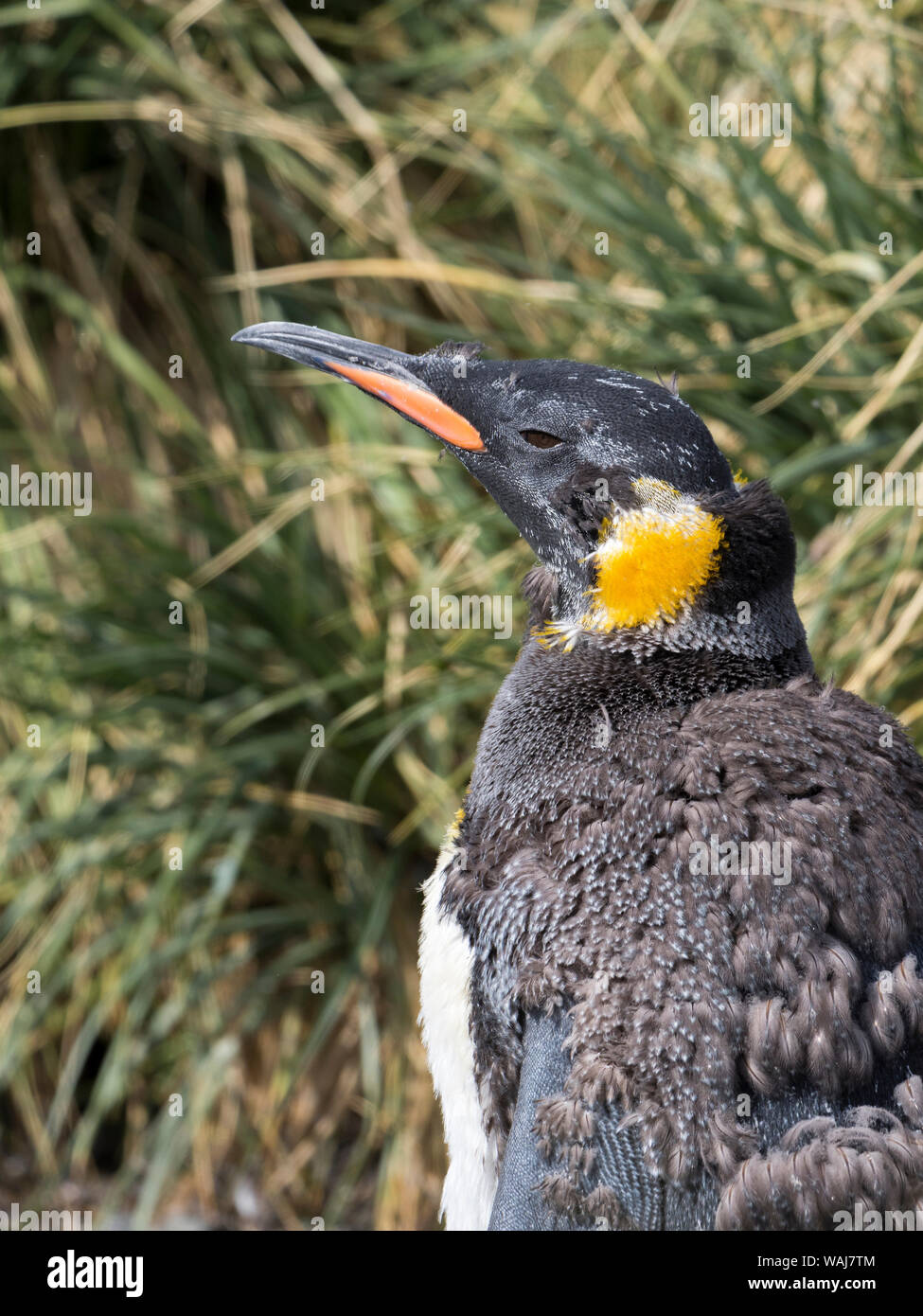 Pinguino reale (Aptenodytes patagonicus) sull'isola della Georgia del Sud, rookery nel porto d'oro. Adulti muta. Foto Stock
