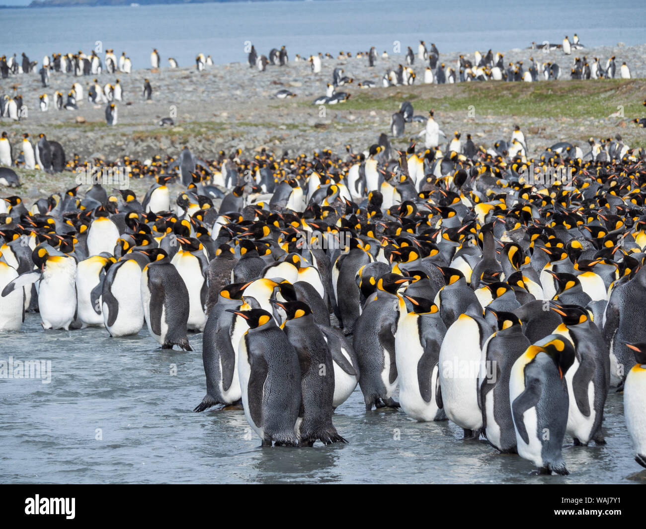 Pinguino reale (Aptenodytes patagonicus) sull'isola della Georgia del Sud, rookery in st Andrews Bay. Adulti muta. Foto Stock