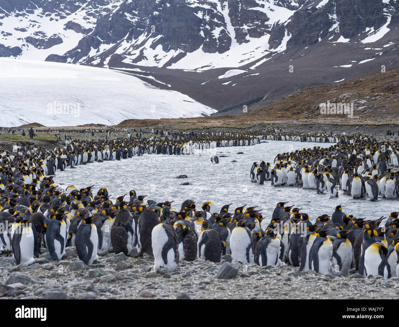 Pinguino reale (Aptenodytes patagonicus) sull'isola della Georgia del Sud, rookery in st Andrews Bay. Adulti muta. Foto Stock