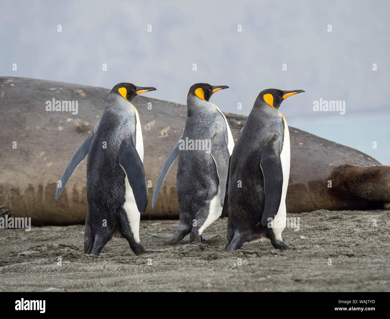 Pinguino reale (Aptenodytes patagonicus) sull'isola della Georgia del Sud, rookery in st Andrews Bay. Adulti sulla spiaggia avvicinando la colonia. Foto Stock