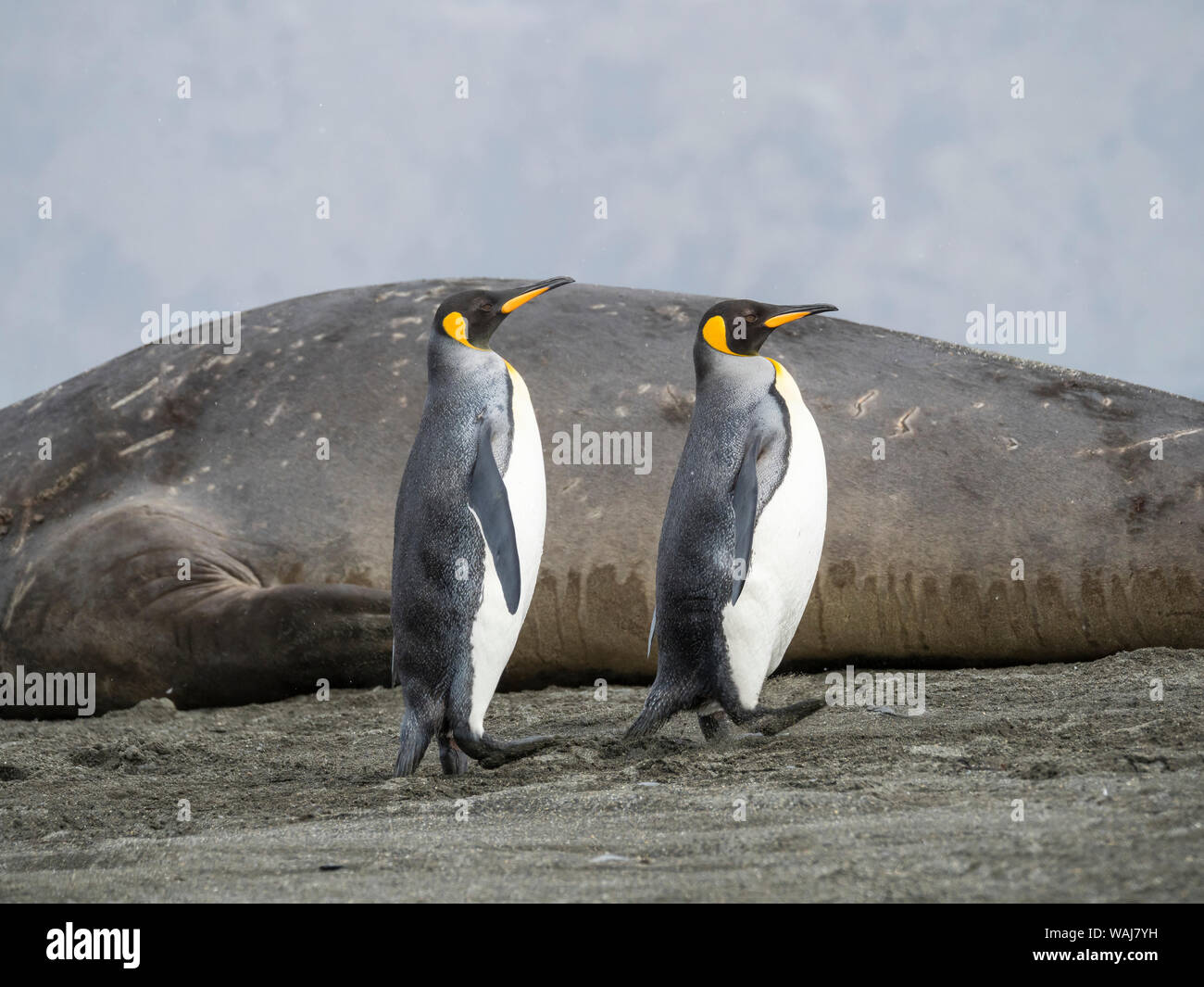 Pinguino reale (Aptenodytes patagonicus) sull'isola della Georgia del Sud, rookery in st Andrews Bay. Adulti sulla spiaggia avvicinando la colonia. Foto Stock