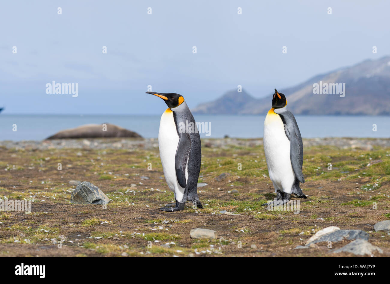 Pinguino reale (Aptenodytes patagonicus) sull'isola della Georgia del Sud, rookery in st Andrews Bay. Foto Stock