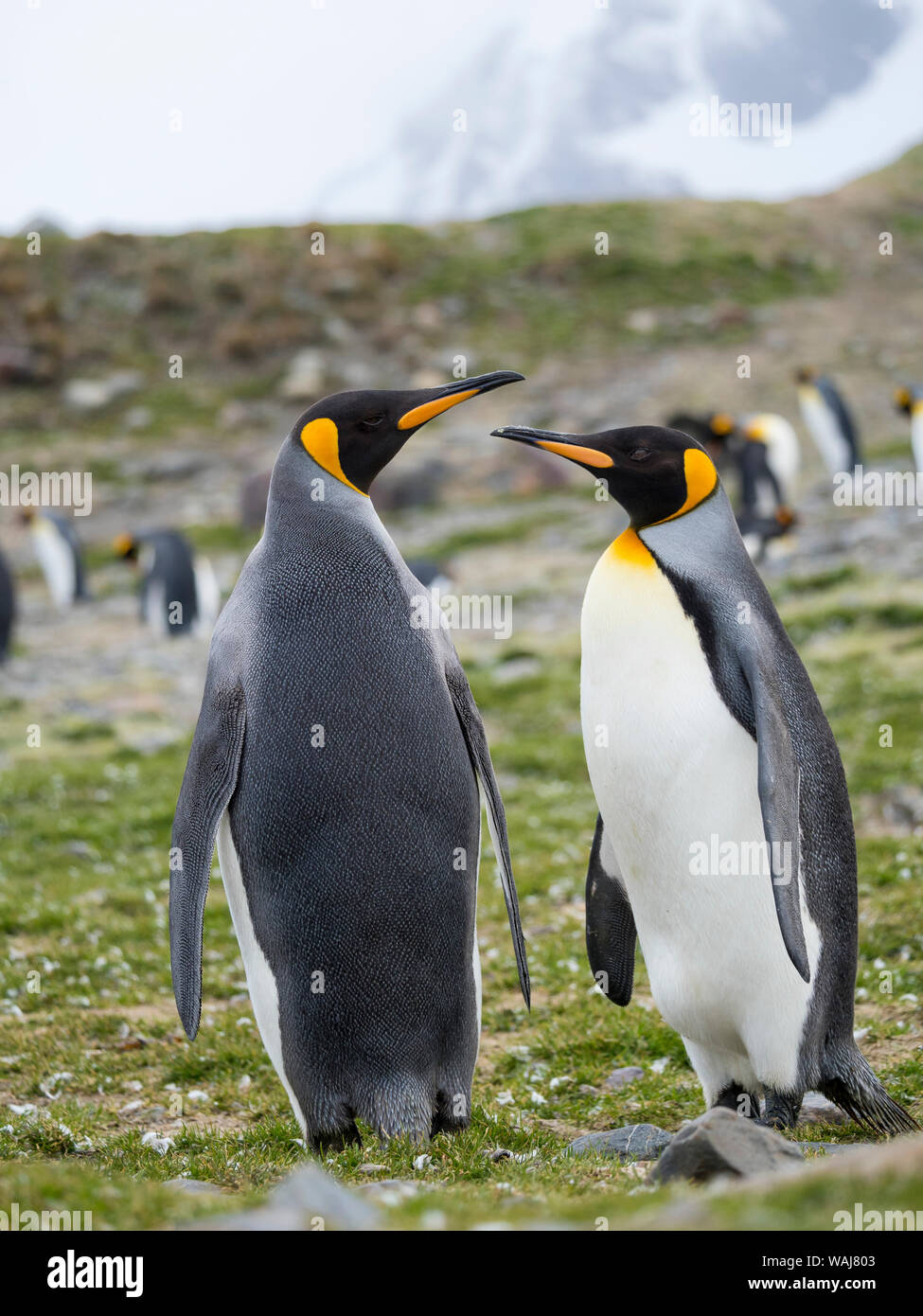 Pinguino reale (Aptenodytes patagonicus) sull'isola della Georgia del Sud, rookery in st Andrews Bay. Il comportamento di corteggiamento. Foto Stock