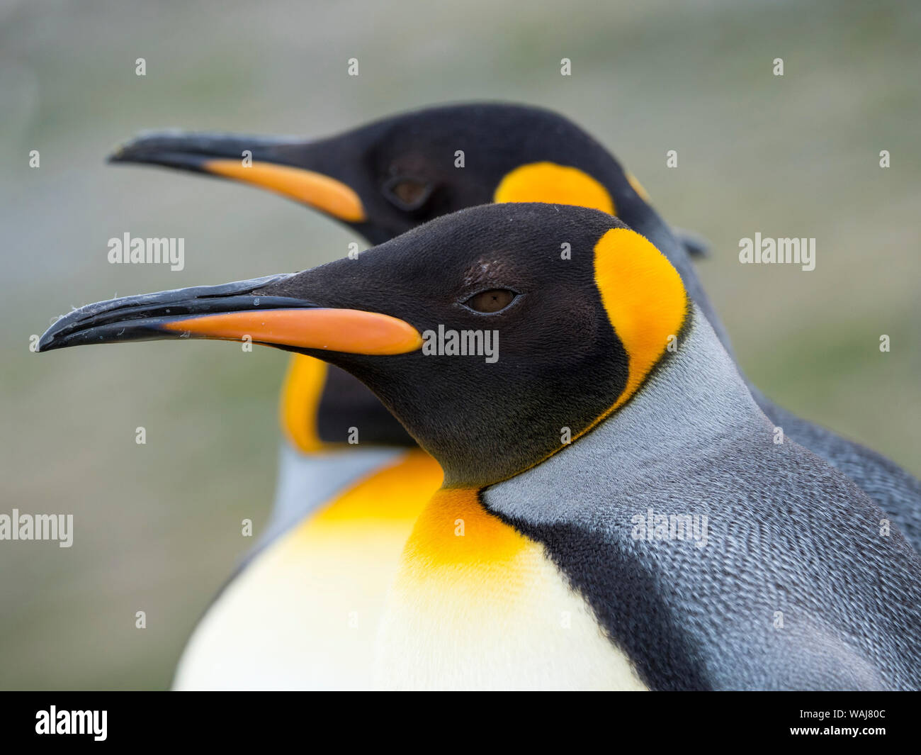 Pinguino reale (Aptenodytes patagonicus) sull'isola della Georgia del Sud, rookery in st Andrews Bay. Foto Stock