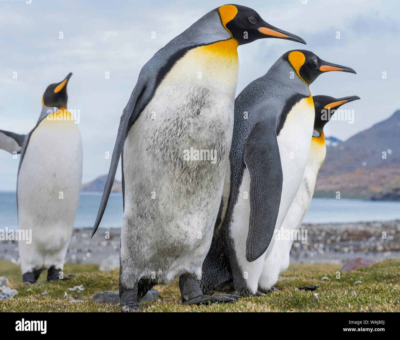 Pinguino reale (Aptenodytes patagonicus) sull'isola della Georgia del Sud, rookery in st Andrews Bay. Il comportamento di corteggiamento. Foto Stock