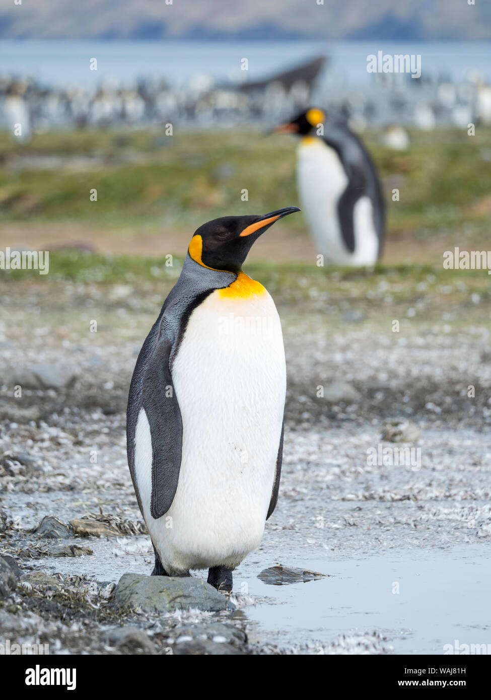 Pinguino reale (Aptenodytes patagonicus) sull'isola della Georgia del Sud, rookery in st Andrews Bay. Foto Stock