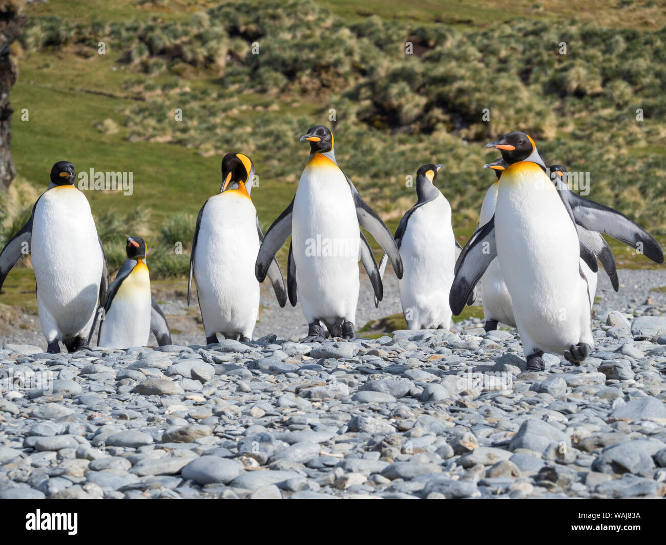 Pinguino reale (Aptenodytes patagonicus) sull'isola della Georgia del Sud, rookery in Fortuna Bay. Foto Stock