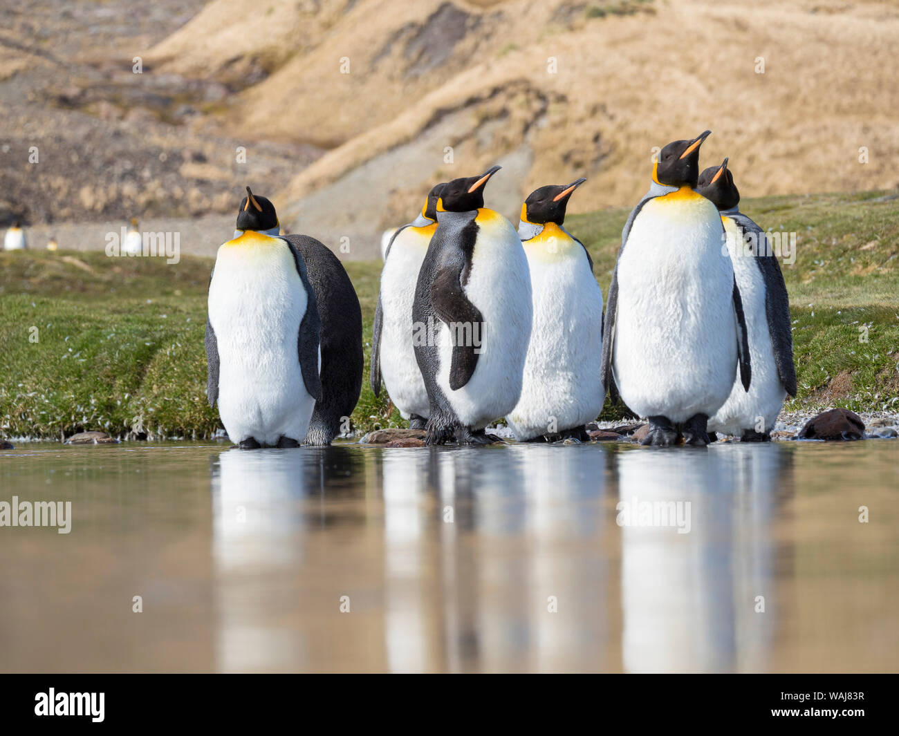 Pinguino reale (Aptenodytes patagonicus) sull'isola della Georgia del Sud, rookery in Fortuna Bay. Adulti muta. Foto Stock