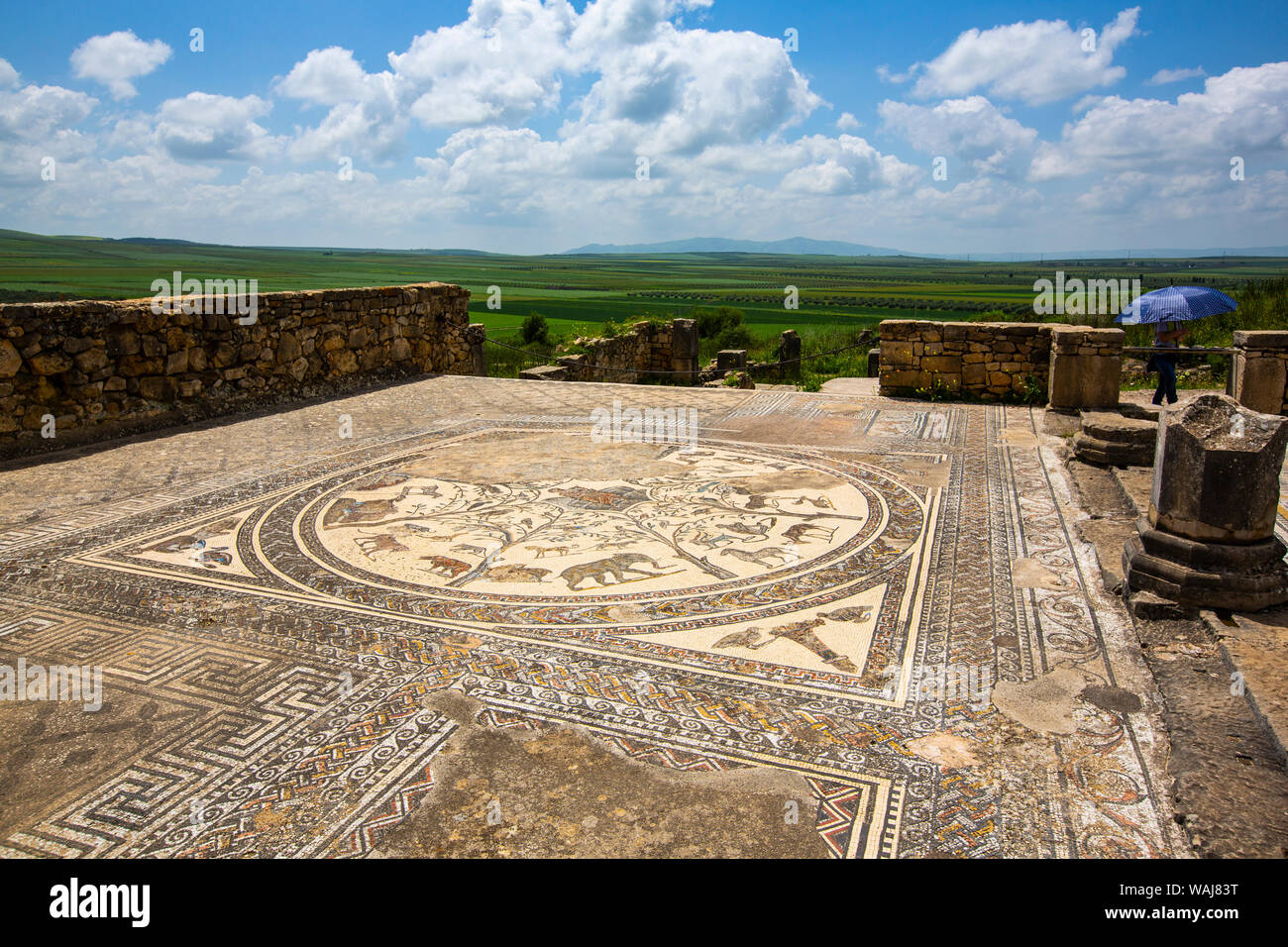 Volubilis, Marocco. Antica città romana, mosaico, turistico Foto Stock