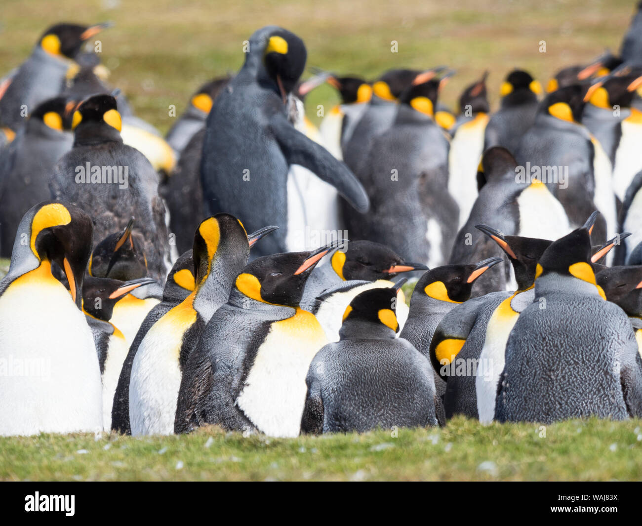 Pinguino reale (Aptenodytes patagonicus) sull'isola della Georgia del Sud, rookery in Fortuna Bay. Adulti muta. Foto Stock