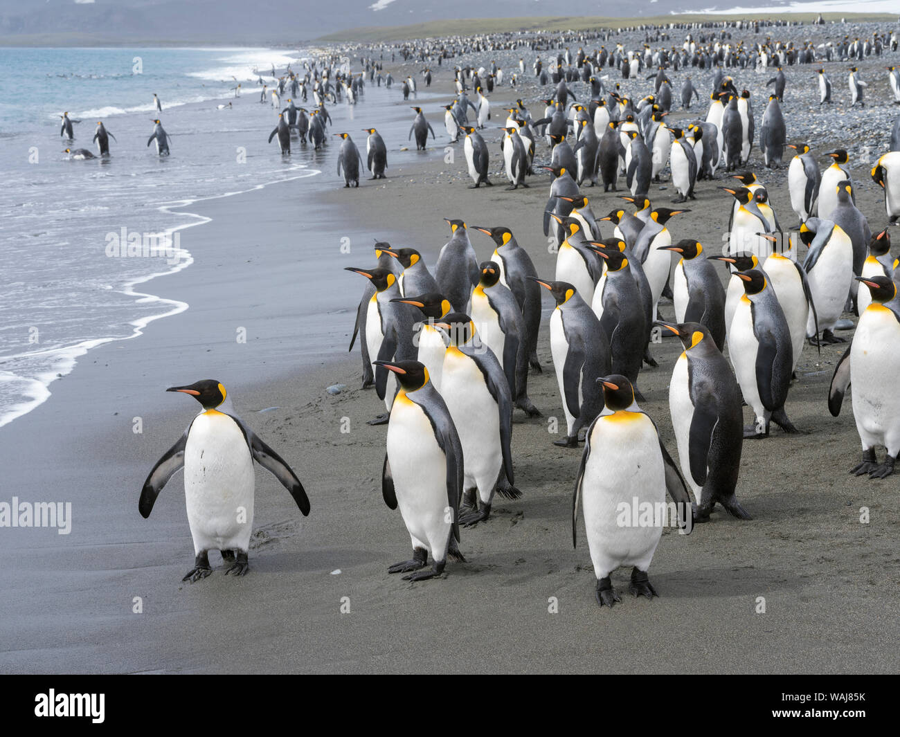 Pinguino reale (Aptenodytes patagonicus) sull'isola della Georgia del Sud, il Rookery su Salisbury Plain nella baia delle isole. Foto Stock