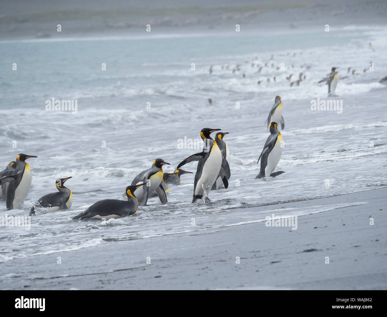 Pinguino reale (Aptenodytes patagonicus) sull'isola della Georgia del Sud, il Rookery su Salisbury Plain nella baia delle isole. Gli adulti che arrivano a riva. Foto Stock