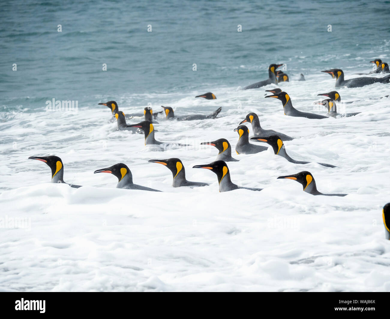 Pinguino reale (Aptenodytes patagonicus) sull'isola della Georgia del Sud, il Rookery su Salisbury Plain nella baia delle isole. Gli adulti che arrivano a riva. Foto Stock