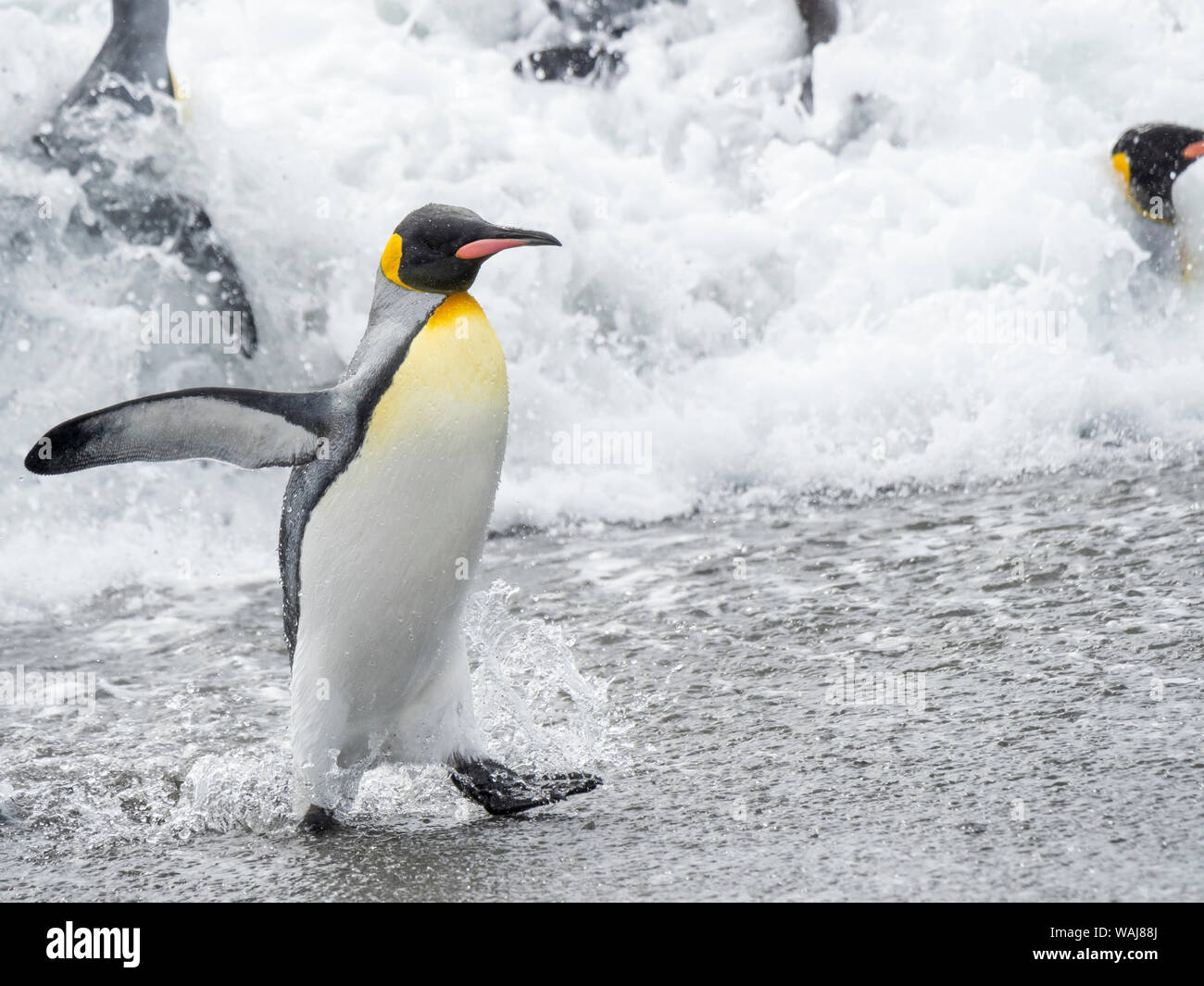 Pinguino reale (Aptenodytes patagonicus) sull'isola della Georgia del Sud, il Rookery su Salisbury Plain nella baia delle isole. Gli adulti che arrivano a riva. Foto Stock
