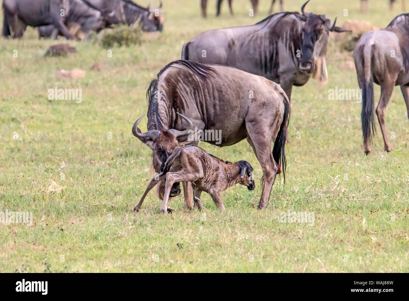 In Africa, la Tanzania, il cratere di Ngorongoro. Gnu (Connochaetes taurinus) madre e vitello sette minuti dopo la nascita. Vitello non può ancora stand. Foto Stock