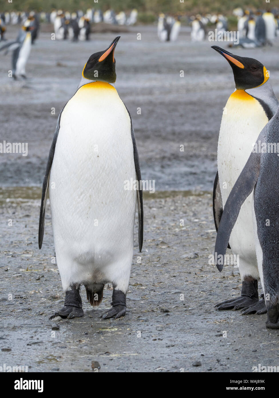 Pinguino reale (Aptenodytes patagonicus) sull'isola della Georgia del Sud, il Rookery su Salisbury Plain nella baia delle isole. Foto Stock