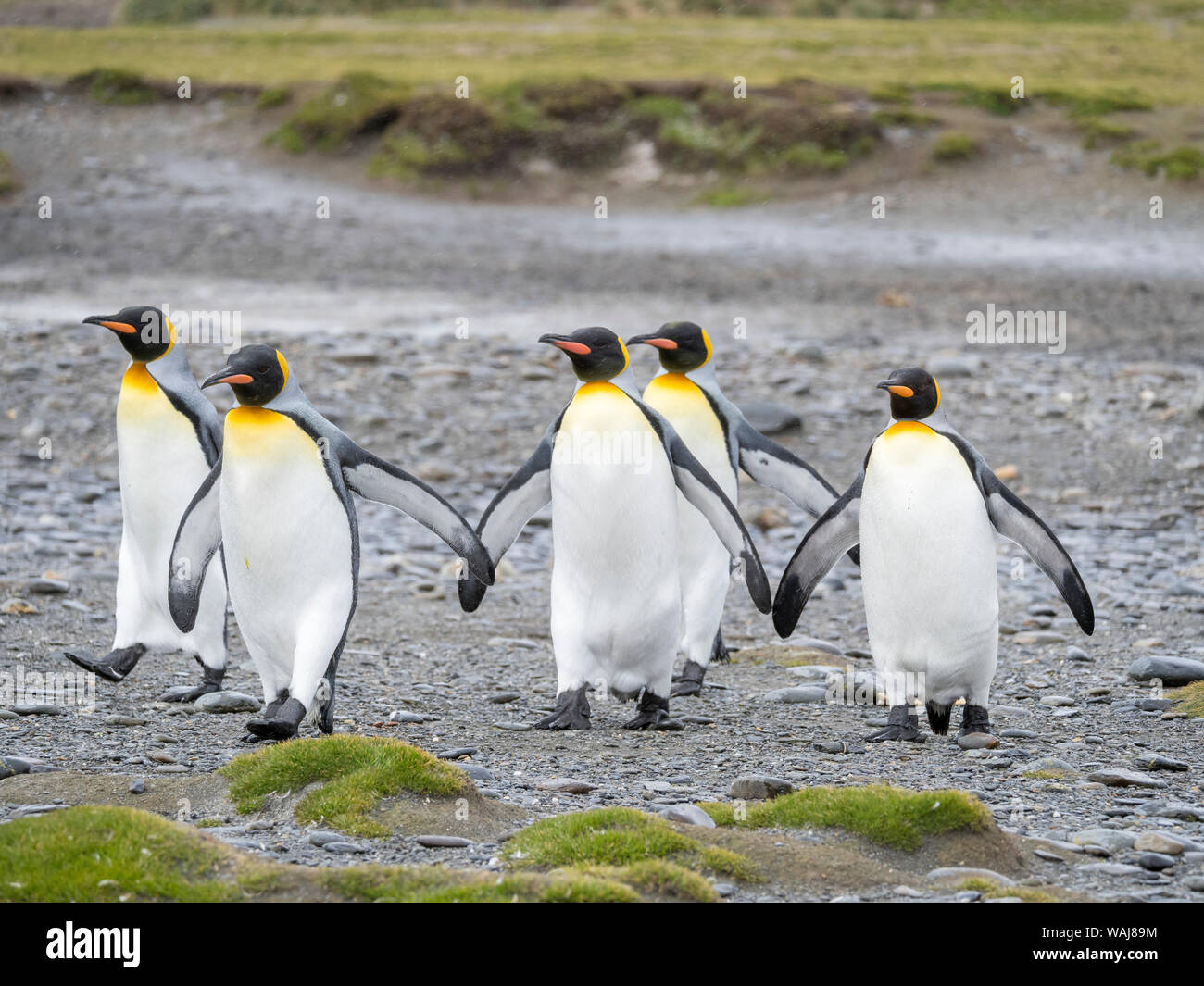 Pinguino reale (Aptenodytes patagonicus) sull'isola della Georgia del Sud, il Rookery su Salisbury Plain nella baia delle isole. Foto Stock