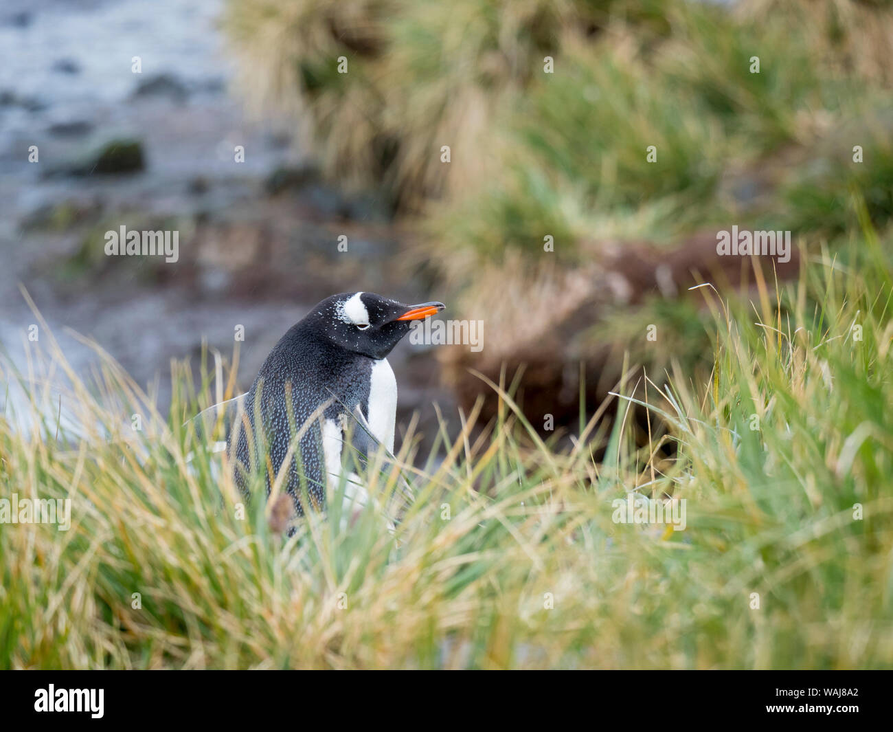 Pinguino Gentoo (Pygoscelis papua) in Tussock erba in Godthul sulla Georgia del Sud. Foto Stock