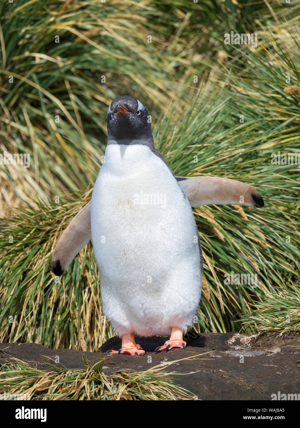 Pinguino Gentoo (Pygoscelis papua) in Tussock erba in Godthul sulla Georgia del Sud. Foto Stock