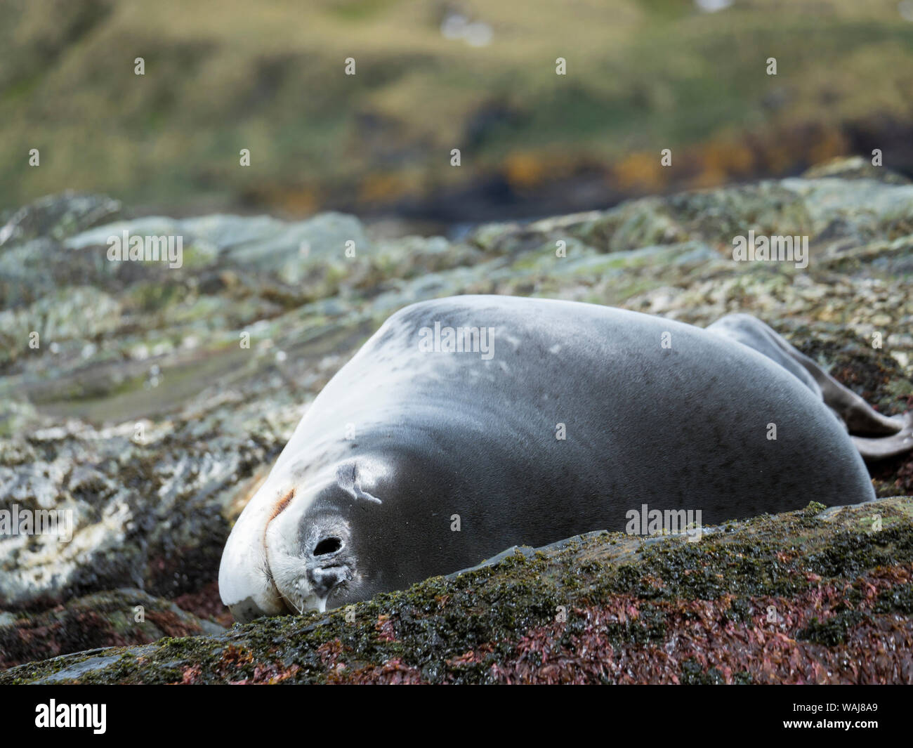 Guarnizione di Leopard (Hydrurga leptonyx) appoggiato su di una roccia ricoperti di Kelp sulla riva della Georgia del Sud. Foto Stock