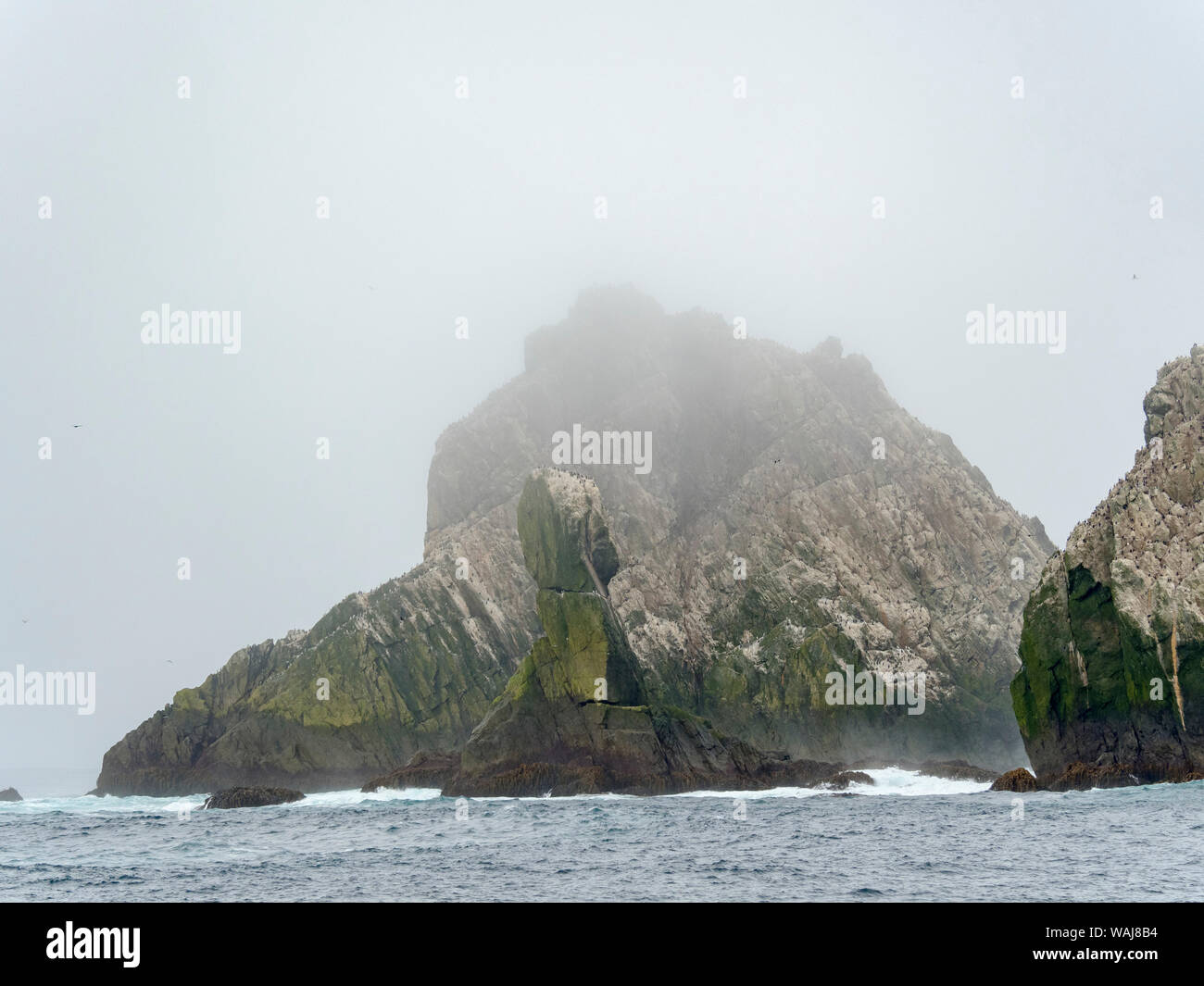 Il Shag Rocks vicino alla Georgia del Sud, un disabitata gruppo di isole rocciose nell'Oceano del Sud. Rookery di Imperial Shags (Phalacrocorax albiventer oder Leucocarbo atricpes). Foto Stock