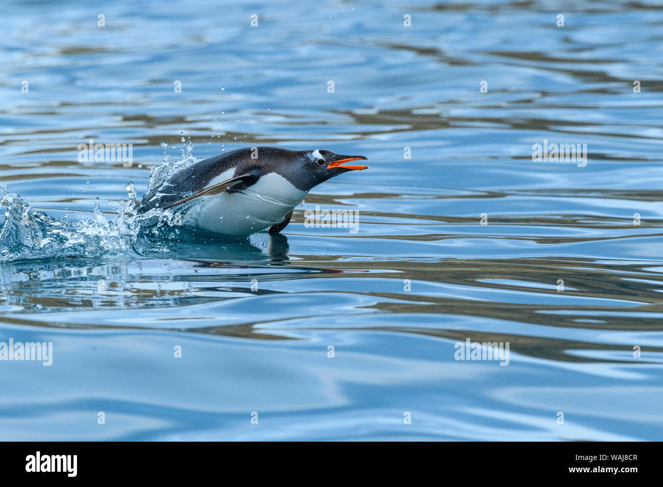 Isola Georgia del Sud, Cooper Bay. Pinguino Gentoo porpoising. Foto Stock