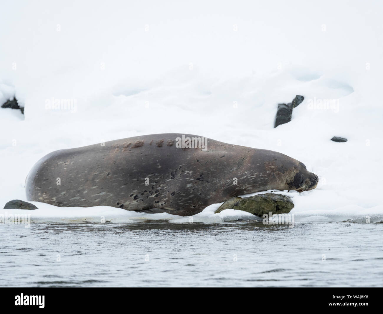 Guarnizione di Weddell (Leptonychotes Weddellii), pioggia e neve in Larsen Harbour. Larsen Harbour è il più settentrionale della colonia di guarnizioni di Weddell in tutto il mondo. Foto Stock